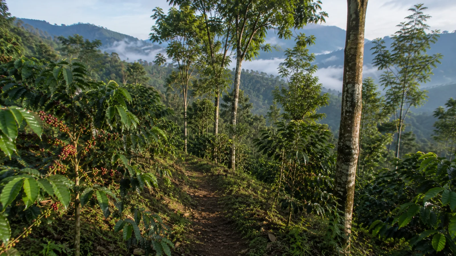 Aceh Gayo coffee origin highland plantation for Dayati Coffee traceability