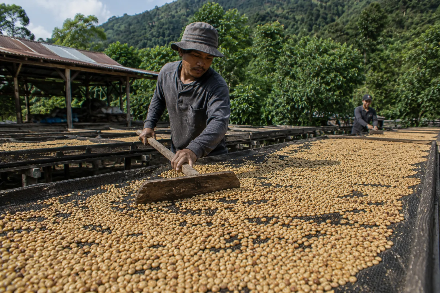Gayo Honey Process coffee drying on raised beds in Aceh