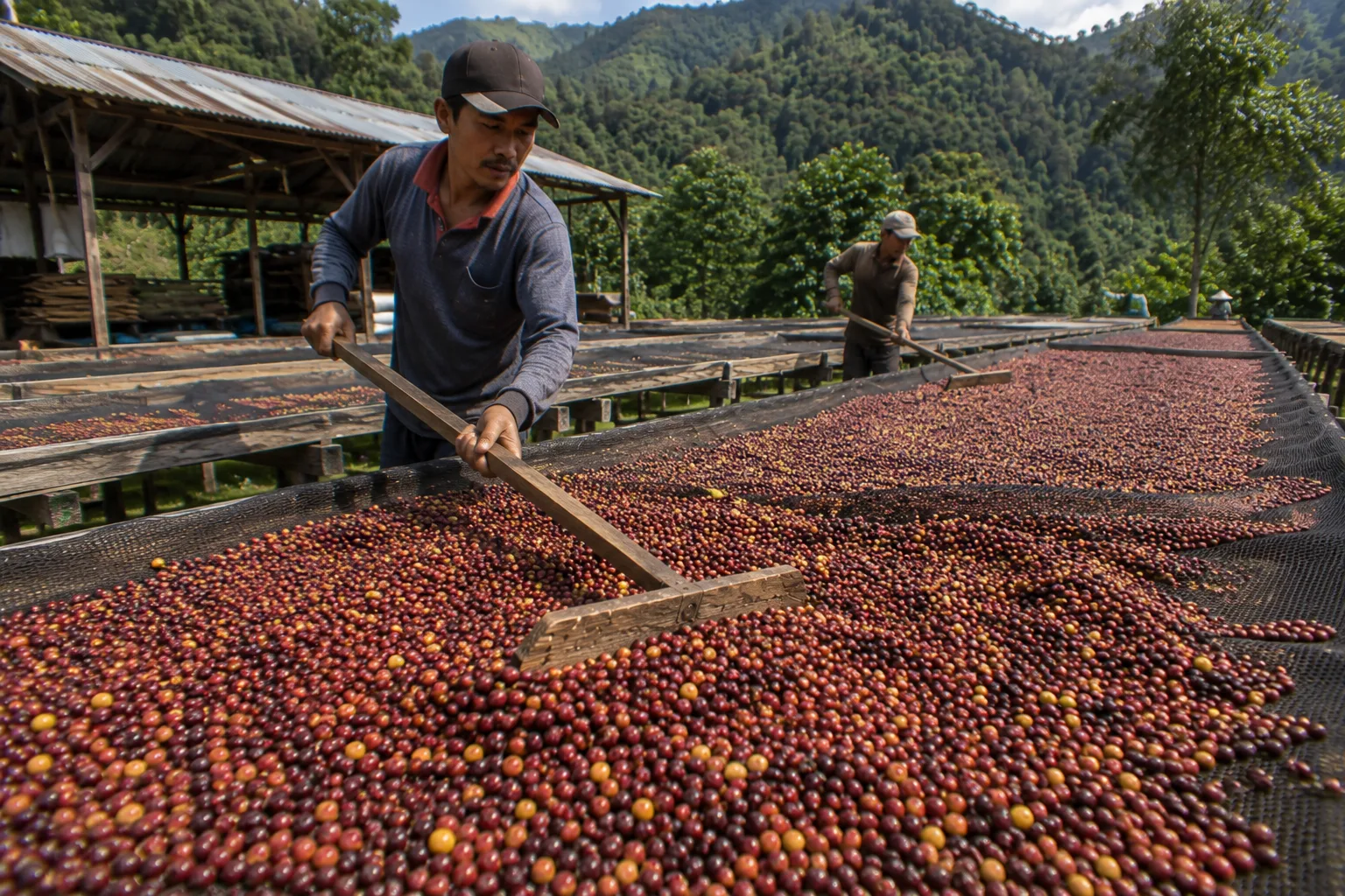 Gayo Natural Process coffee cherries drying on raised beds in Aceh