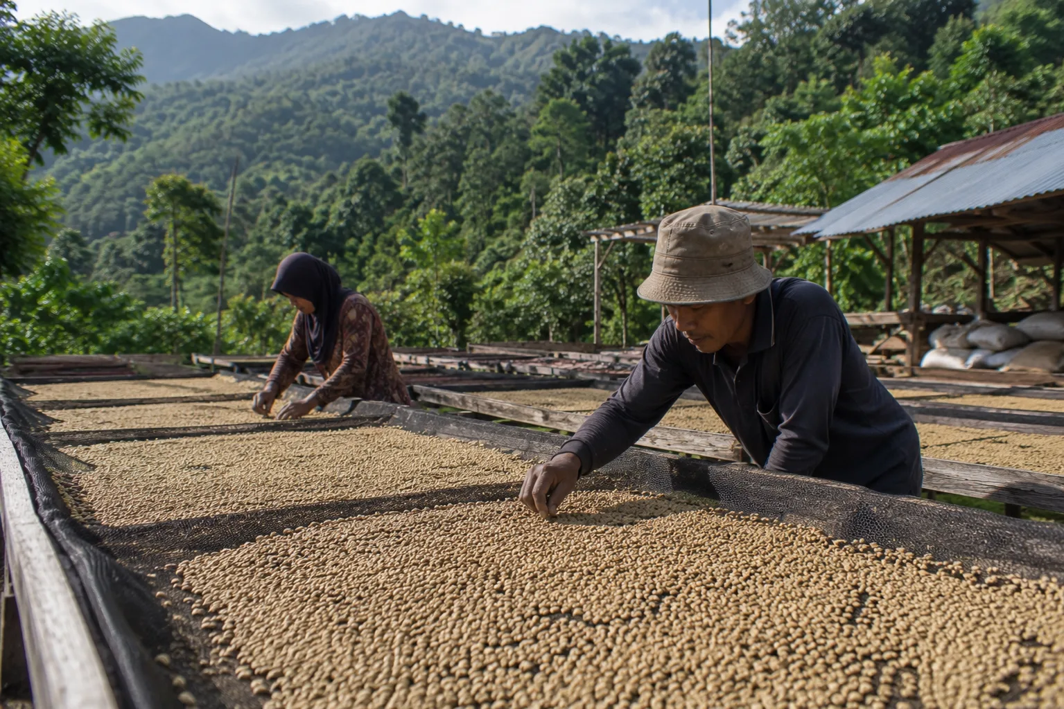 Gayo coffee parchment drying on raised beds in Aceh highlands